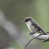 GOBEMOUCHE GRIS ENVOLS, VIDEO