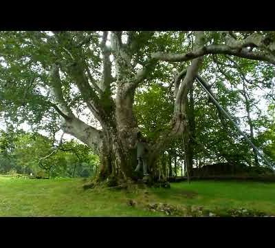 Rencontre d'exception avec un "Ancêtre" très Majestueux et Impressionnant dans la Montagne noire !