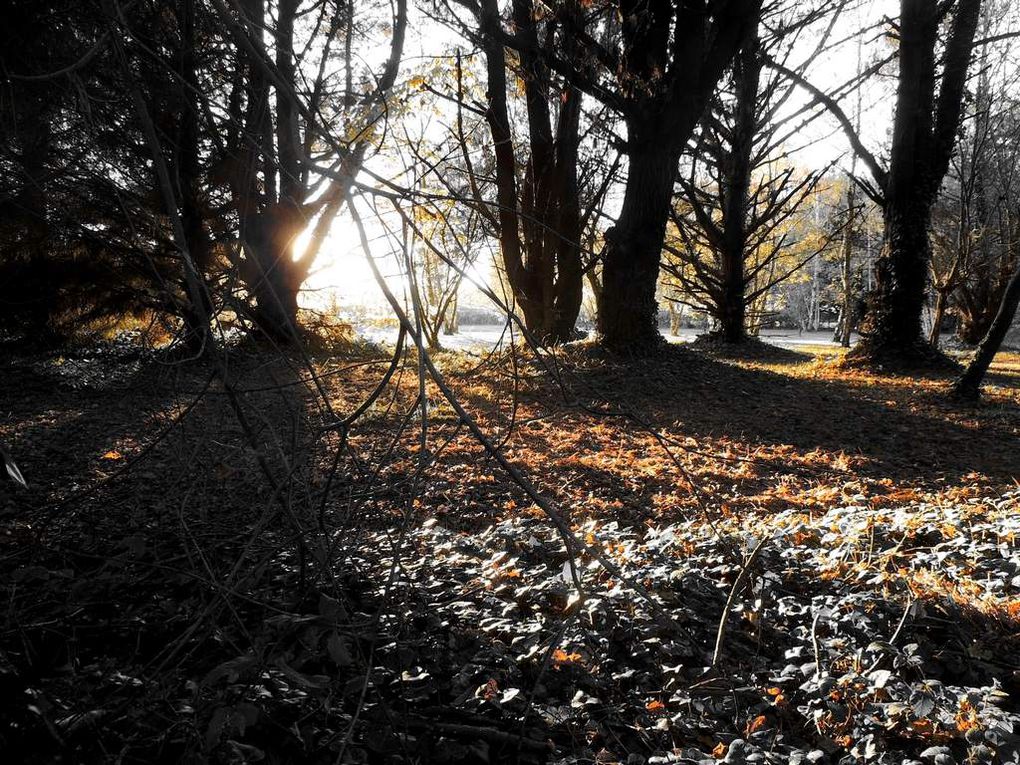 Balade automnale en Brière