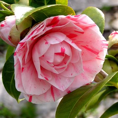 L'Atelier conter fleurette en Vaunage: les hibiscus 