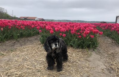 Mai 2022 : Tulipes de Hollande