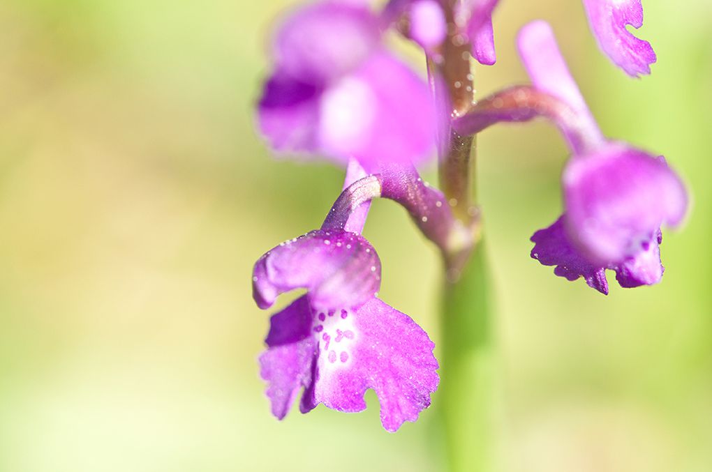 La petite orchidée sauvage ...