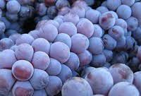 #Red Nebbiolo Producers Pennsylvania Vineyards