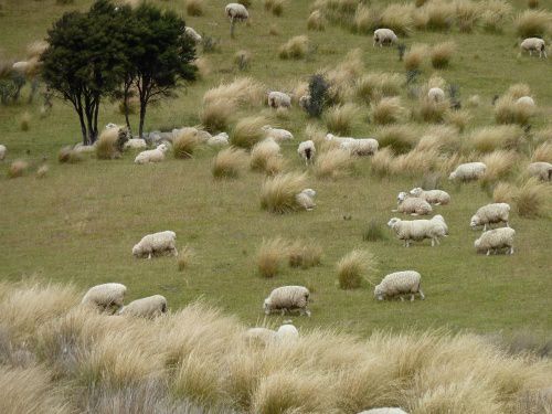 Album - Le Bêê! photos reportage NZ