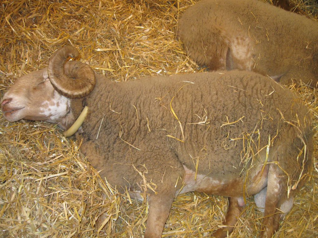 Salon de l'Agriculture 2011