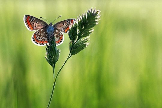 Album - Lovely butterflies