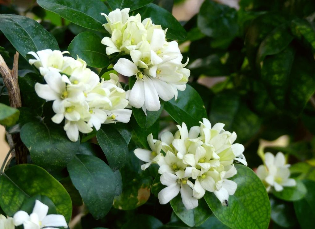 Fleurs très odorantes... un plaisir à humer dès que l'on passe à coté...