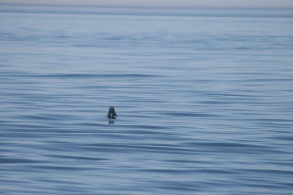 Album - Baleines-du-St-Laurent