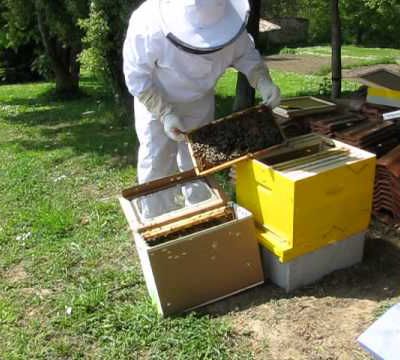 L'arrivée des abeilles