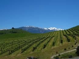 #Merlot Producers Nelson Region New Zealand Vineyards 