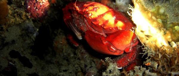 Crabe Etisus splendidus de l’océan Indien à Mayotte