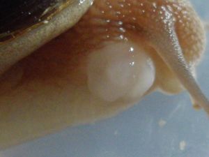 Snail Porn ou petit traité de l'amour et de la sexualité chez les escargots
