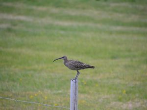 Les oiseaux du jour;-)