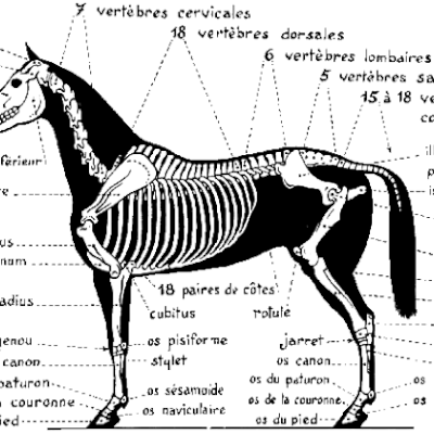 le squelette du cheval