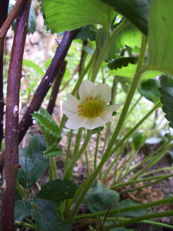 Errance au jardin