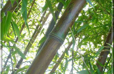 Perspective dans les Bambous...