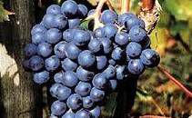 #Dolcetto Wine Producers New Jersey Vineyards