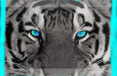 tigre blanc au yeux bleu