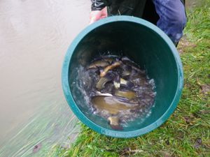 Le Pêcheur Barbezilien donne un coup de pouce au milieu aquatique !