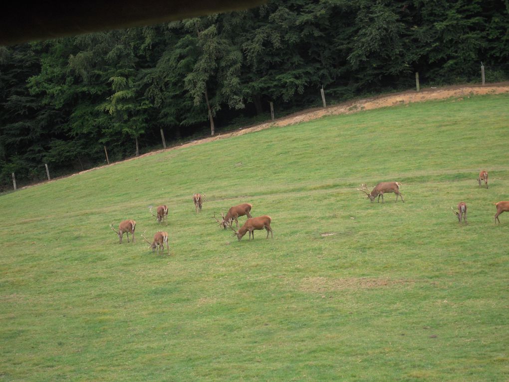 Album - les-bisons-2011