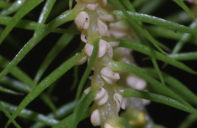 Phlegmariurus linifolius var. jenmanii