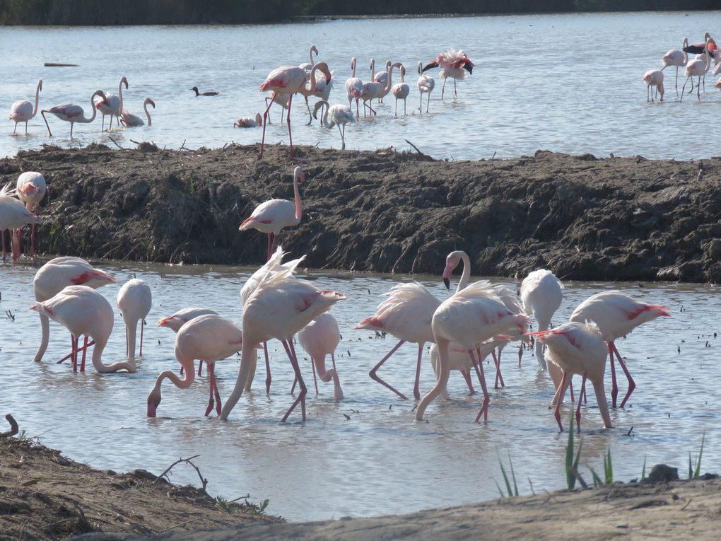 Des Flamants roses par centaine 