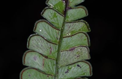 Lindsaea quadrangularis subsp. antillensis