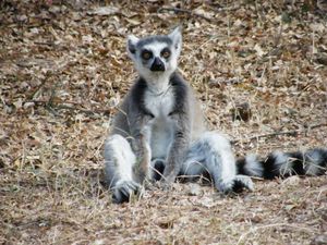 Parc National de l'Isalo - la suite