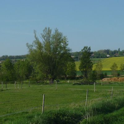 Nos chouettes à St-Orens