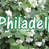 d2. Les philadelphus (seringat) - plaisir-jardin.com