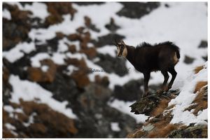 chamois au rut  2016 fin