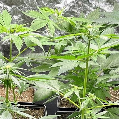 PERTUIS: Un bunker artisanal pour la culture du cannabis