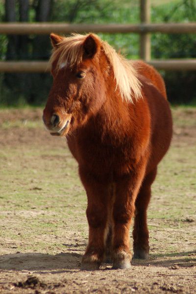 Les poneys et chevaux du club