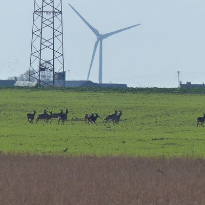 Sur la route de l'Aubrac