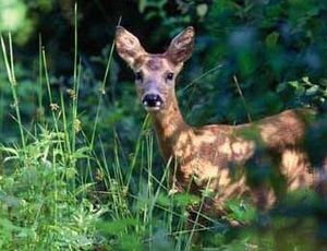 Recherche du François Pignon de la chasse