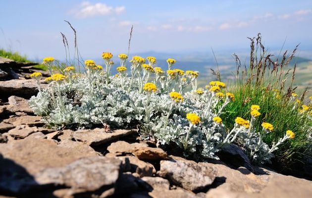 La Flore du Mézenc