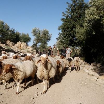 Sur le Djebel Bargou