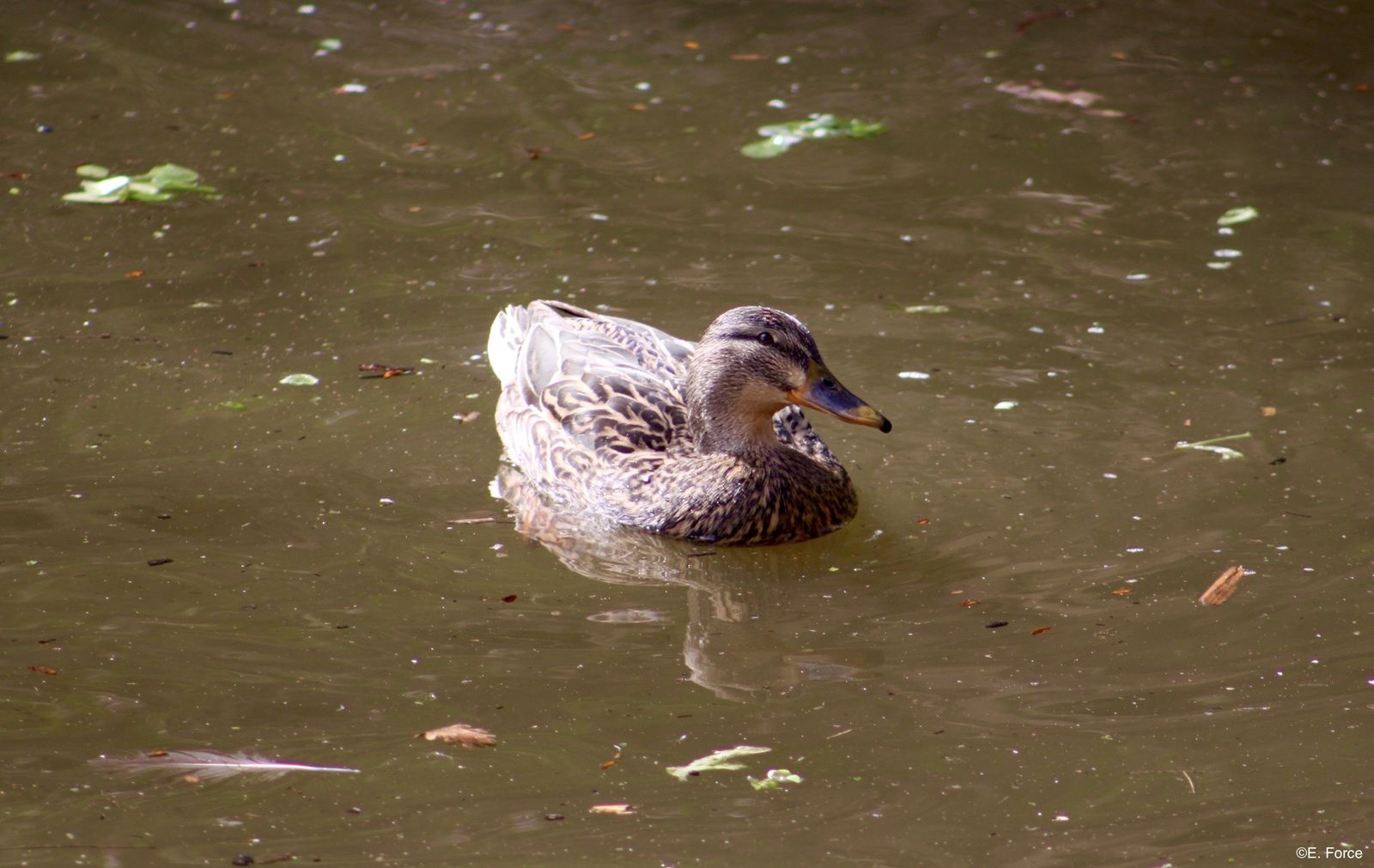 Canard colvert (Anas platyrhynchos)