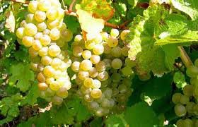 #Riesling Wine Producers Ohio Vineyards page 4
