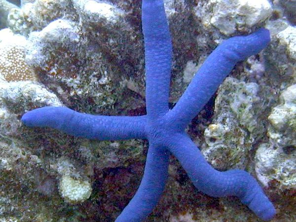 Sakouli 3, aperçu de la flore et de la faune du lagon Mahorais. 