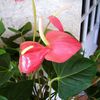 ANTHURIUM