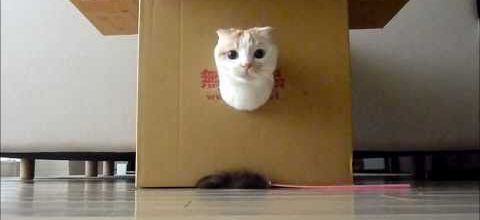 Un chat dans une boite, mais ce n'est pas Maru