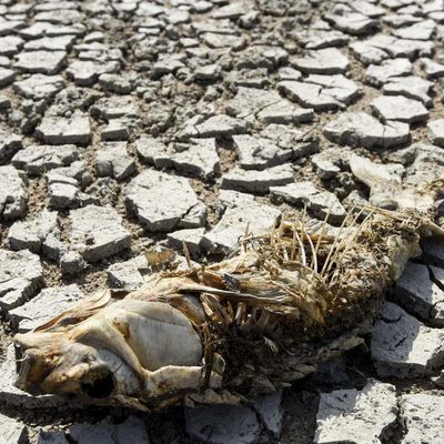Oiseaux en danger face à la sécheresse