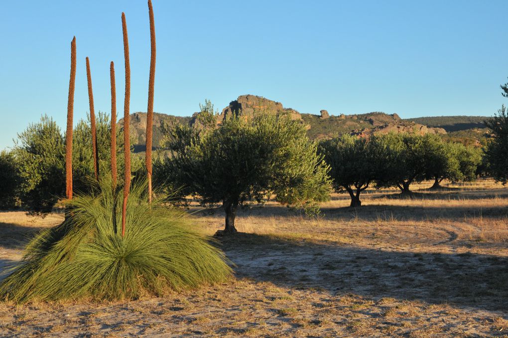 Paysages de zones sèches et poussièreuses, de villages au passé récent et de la Clare Valley