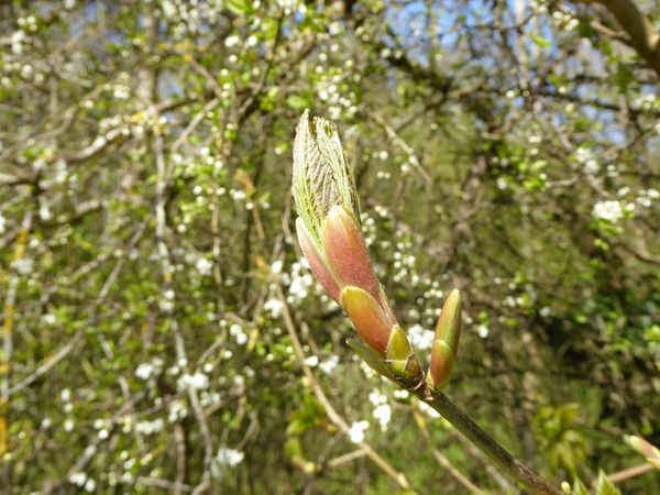 Promenade au creux du printemps