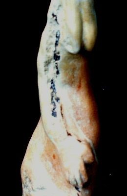 COULEURS -Trésor de garrigue © -254/1001