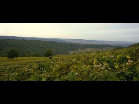 Film Premiers Crus de Jerome Le Maire
