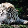 les tigres blanc