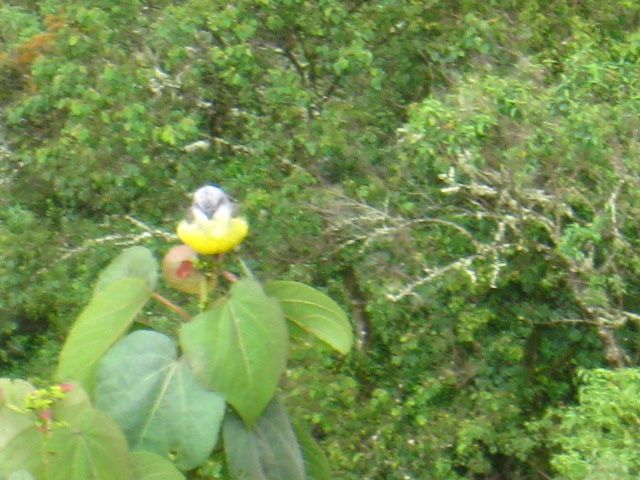 Album - Fleurs-du-Macchu-Picchu---Perou