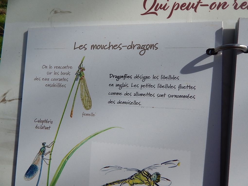 LA TERRASSE DE LA LOIRE Site NATURA 2000